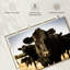Bovin Black Angus sur toile-1788523960