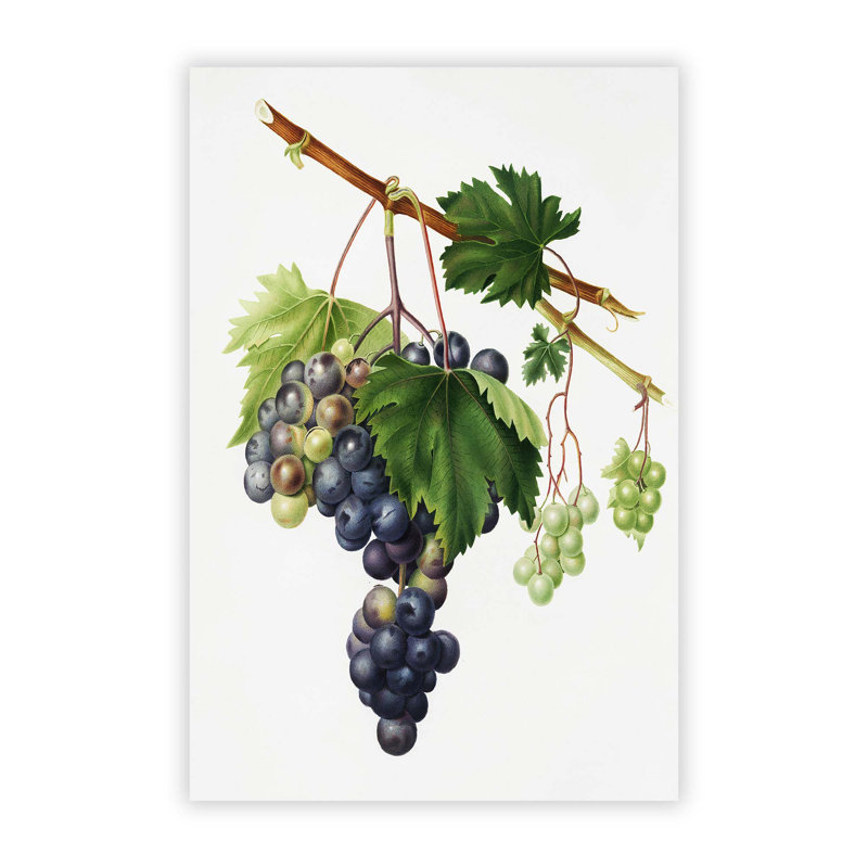 Grape Vine from Ischia by Giorgio Gallesio - Frameless Print, 59.4 cm H x 42 cm W