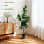 Plant-1491015265