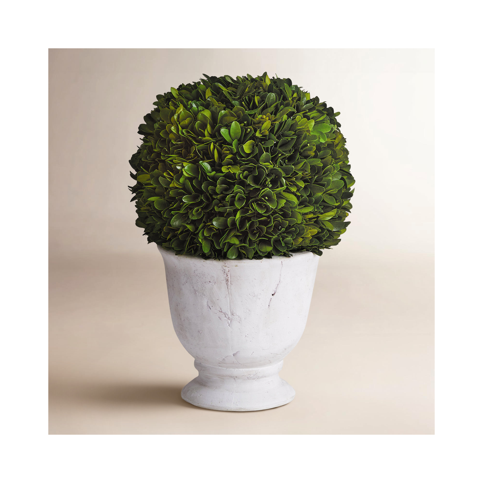 Alby Boxwood Ball Topiary In Pot Small, 12'' H X 8'' W X 8'' D