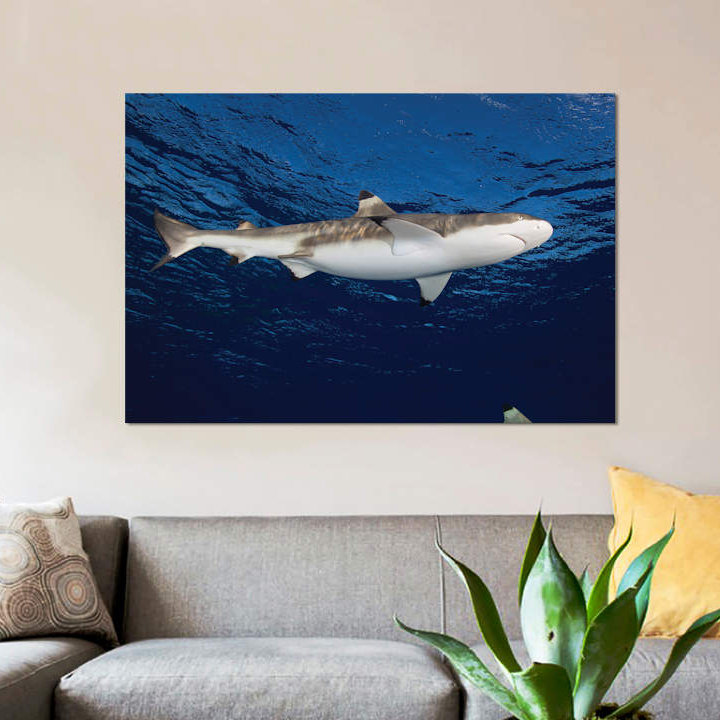 " Blacktip Reef Shark, Yap, Micronesia I " by Andreas Schumacher, 12" H x 18" W x 1.5" D, Wrapped Canvas, No Mat