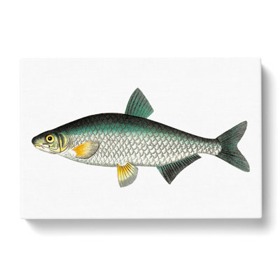 Vimba Carp Fish by George Shaw - Wrapped Canvas