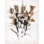 Sepia Florals IV Print by Paul Ngo-26726916-26726914