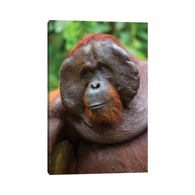 Orangutan Male Smile Borneo by Mogens Trolle - Wrapped Canvas Print