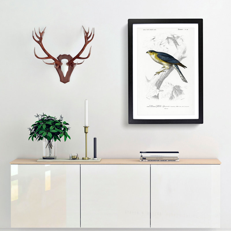 Eurasian Sparrowhawk by Charles D' Orbigny - Picture Frame Painting Print, Black Framed, 65cm H x 48cm W x 2cm D