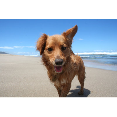 Chien en santé par Wildacad
