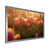 Silver Single Picture Framed