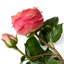 Bouquet Of Roses Real Touch Three Tone Peach 72 Pcs/3 Varieties