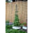Mckayla 61'' H x 13'' W Iron Obelisk Trellis