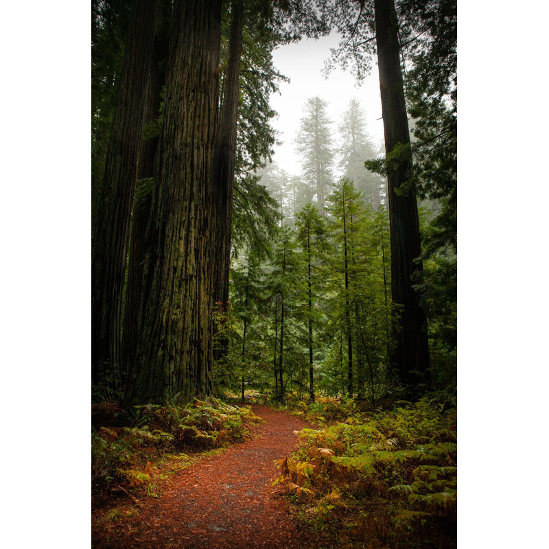 «Big Tree Trail» par Garykavanagh - photographie sur toile tendue, H 36 po x l 24 po