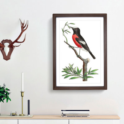 Red-Bellied Flycatcher Bird by George Shaw - Framed Print
