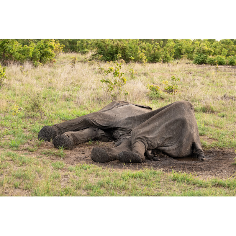 Peau d'éléphant mort par Brytta, H 32 po x l 48 po