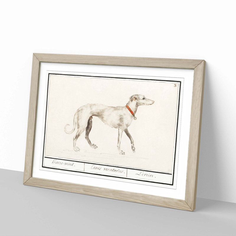 Greyhound by A.B. De Boodt - Picture Frame Painting Print, Oak Framed, 36cm H x 48cm W x 2cm D