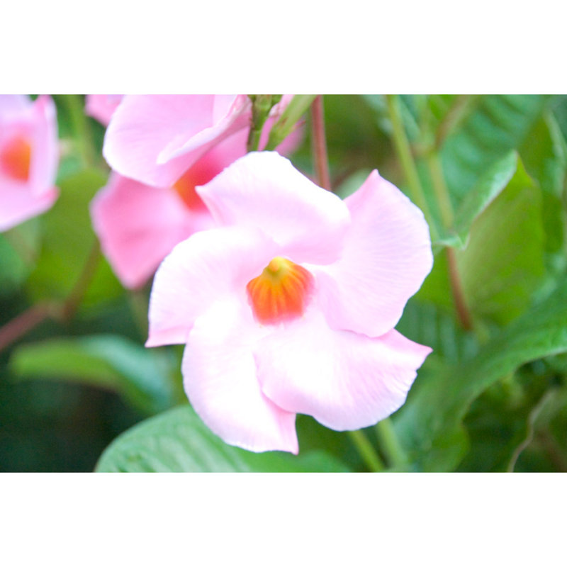 Light Pink Swirling Flower - Wrapped Canvas Art Prints, 20cm H x 30cm W