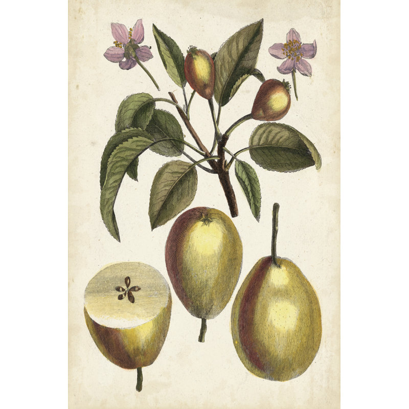 Antique Pear Study III - Wrapped Canvas Print, 46cm H x 30cm W x 3.8cm D