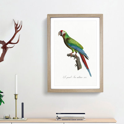 Great Military Macaw Parrot by F. Levaillant - Picture Frame Painting Print