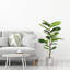 150cm Faux Ficus Tree in Cement Pot