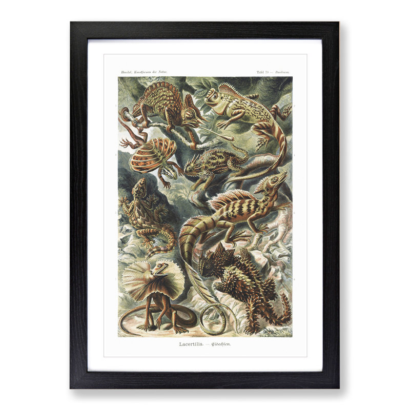 Lizards by Ernst Haeckel - Picture Frame Painting, Black Framed, 65cm H x 48cm W x 2cm D