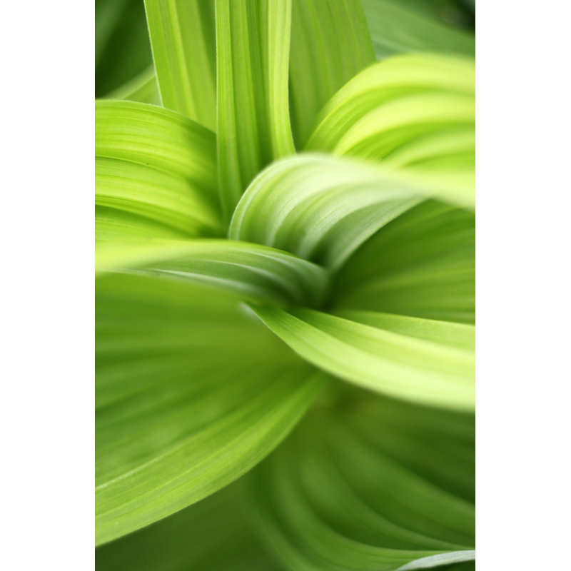 Green Leaves by Bibikoff - No Frame Print on Canvas, 122cm H x 81cm W