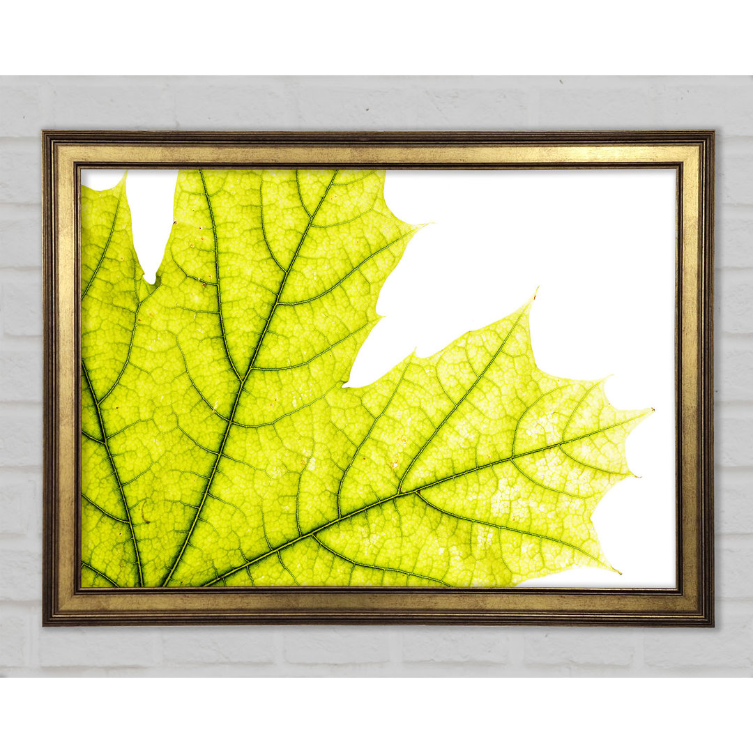 Magnificent Leaf - Einzelner Bilderrahmen Kunstdrucke