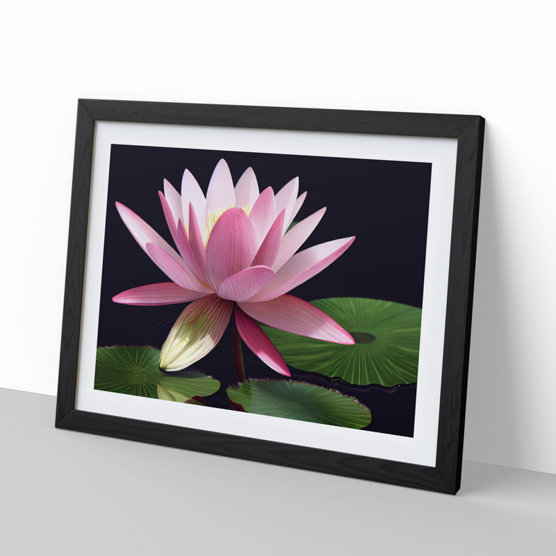 Bold Water Lily Flower - Single Picture Frame Print, Black Framed, 46cm H x 64cm W x 2cm D