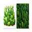 Green Cactus Desert I - Cactus, ensemble de 2 reproductions d'art sur toile-102576212-102576214