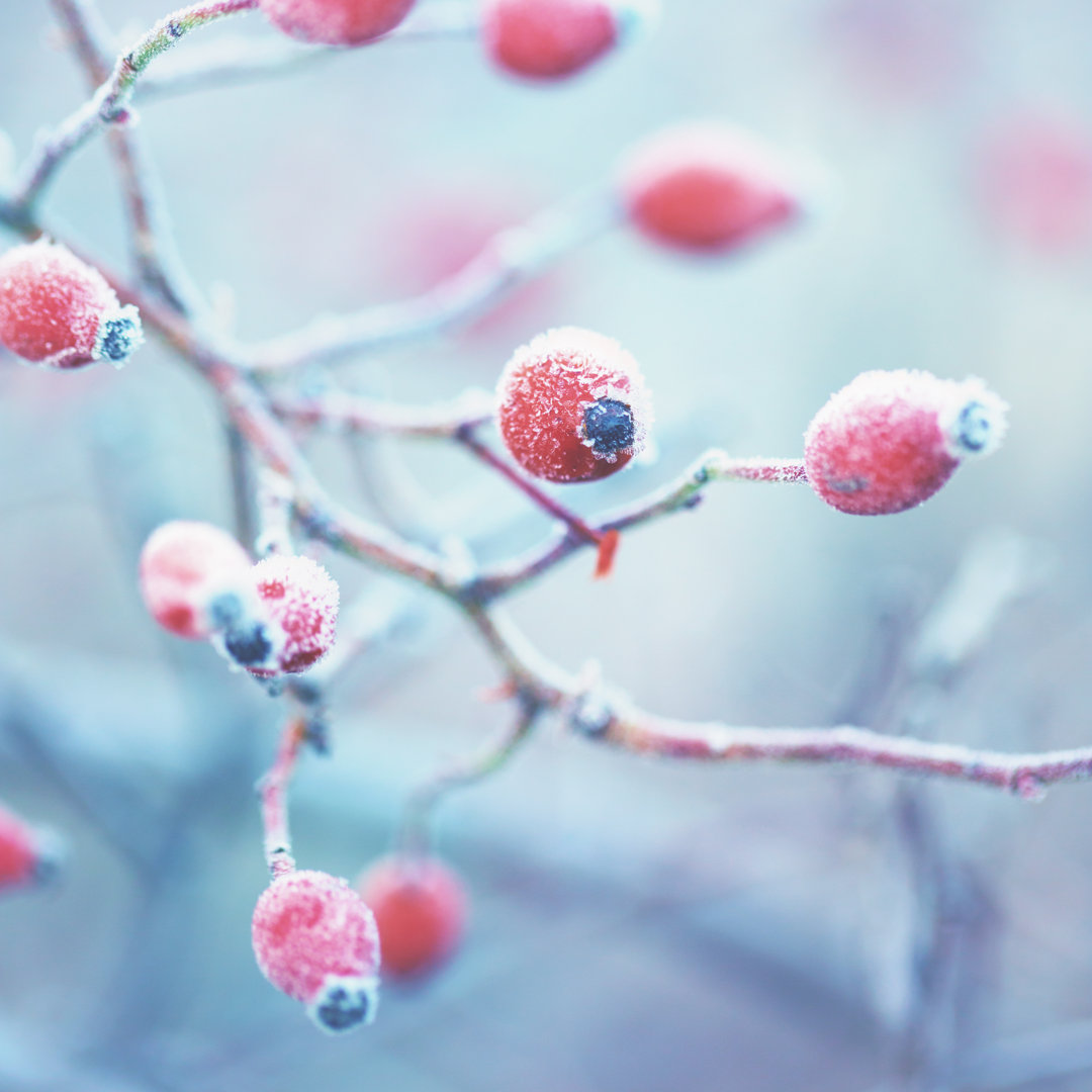 Frozen Dog Rose - Kunstdrucke auf Segeltuch