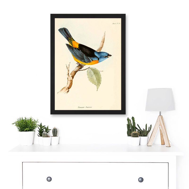 Scientific Bird Illustration Finch Tanagra Charles Darwin - Single Picture Frame Print