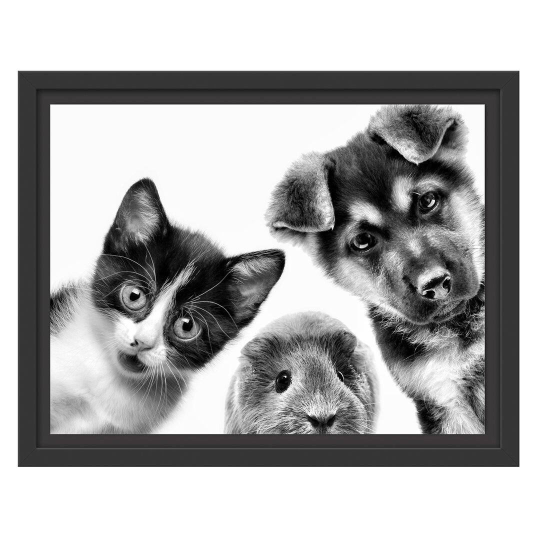 Gerahmtes Wandbild Trio Hund Katze Meerschwein