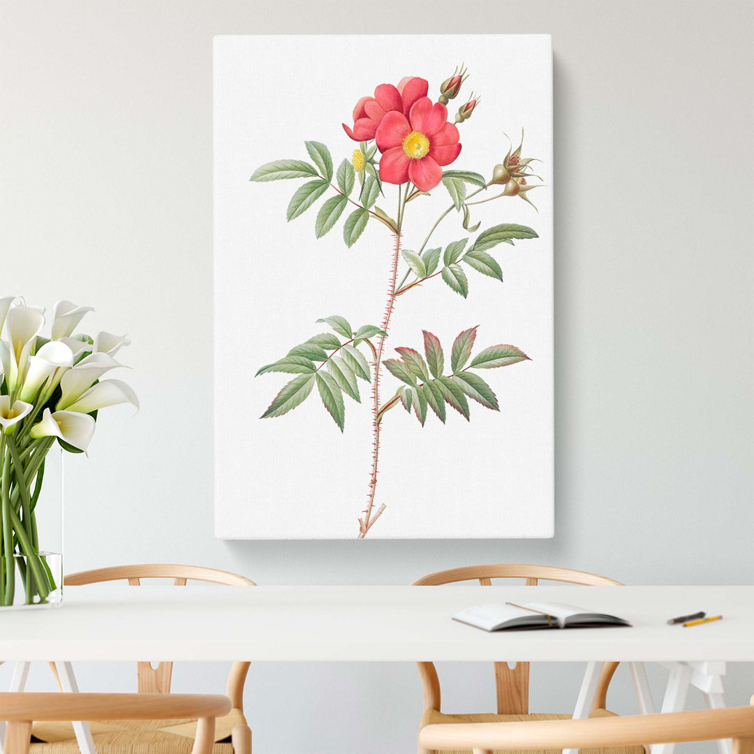 Rose by Pierre-Joseph Redoute - Wrapped Canvas