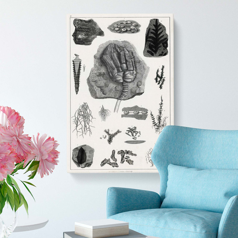 Collection of Fossils II by Oliver Goldsmith - Wrapped Canvas Drawing - Wrapped Canvas, 76cm H x 50cm W x 3cm D