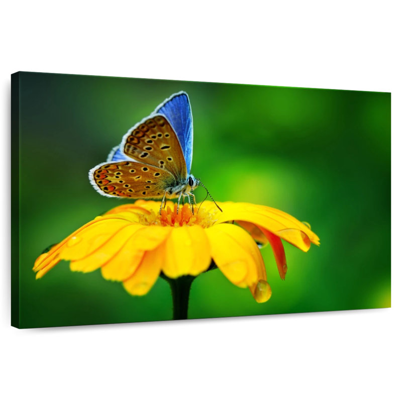 Brampt Blue Butterfly Splendor, 16" H x 24" W