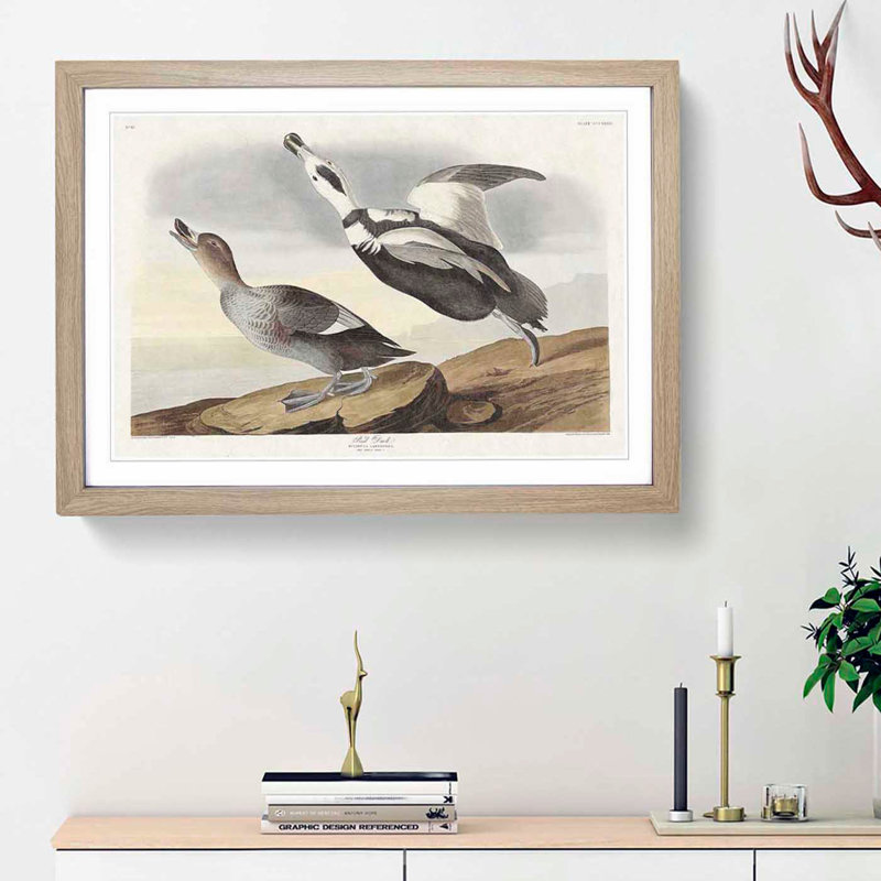 Pied Ducks by John James Audubon - Picture Frame Painting Print, Oak Framed, 48cm H x 65cm W x 2cm D