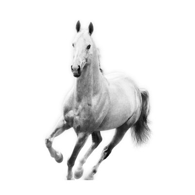 Le Cheval Blanc IV Photographic Print by Sofia Fox