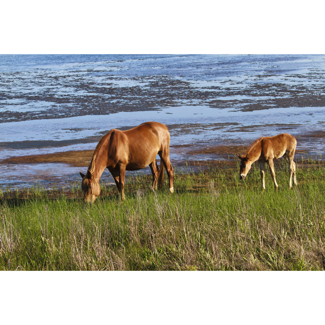 Chincoteague Pony von WilliamSherman - Kunstdrucke auf Leinwand