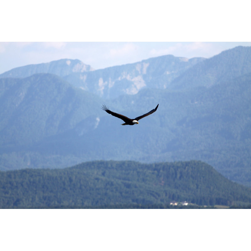 Eagle 1 Piece Wrapped Canvas Wall Art, 30cm H x 46cm W