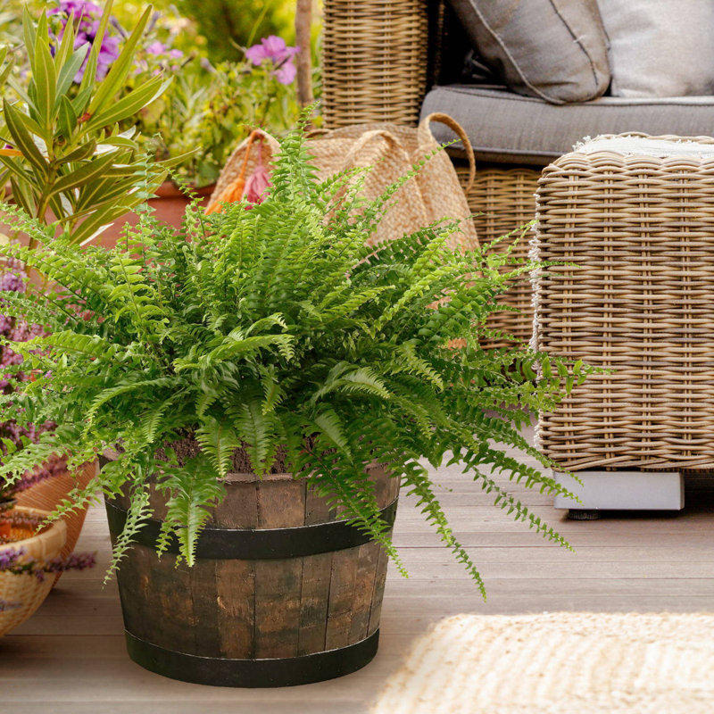 Rustic Home And Garden Whiskey Barrel Planter Upsycled Oak Wood Round Tub D40 H30 Cm, 37.7 Ltrs Cap.