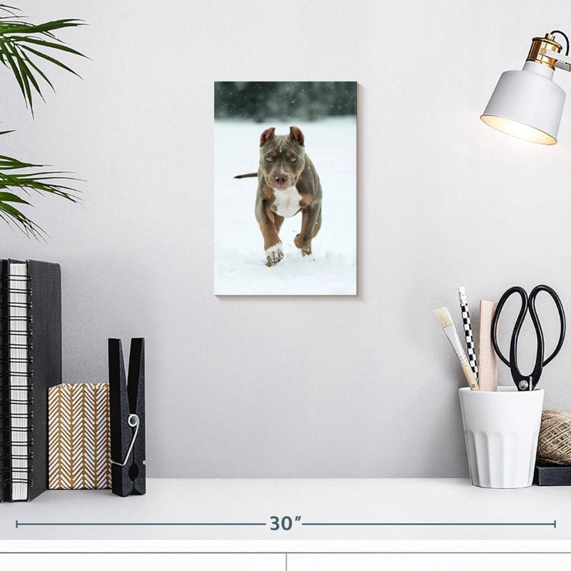 Pit Bull On Snow, 12" H x 8" W