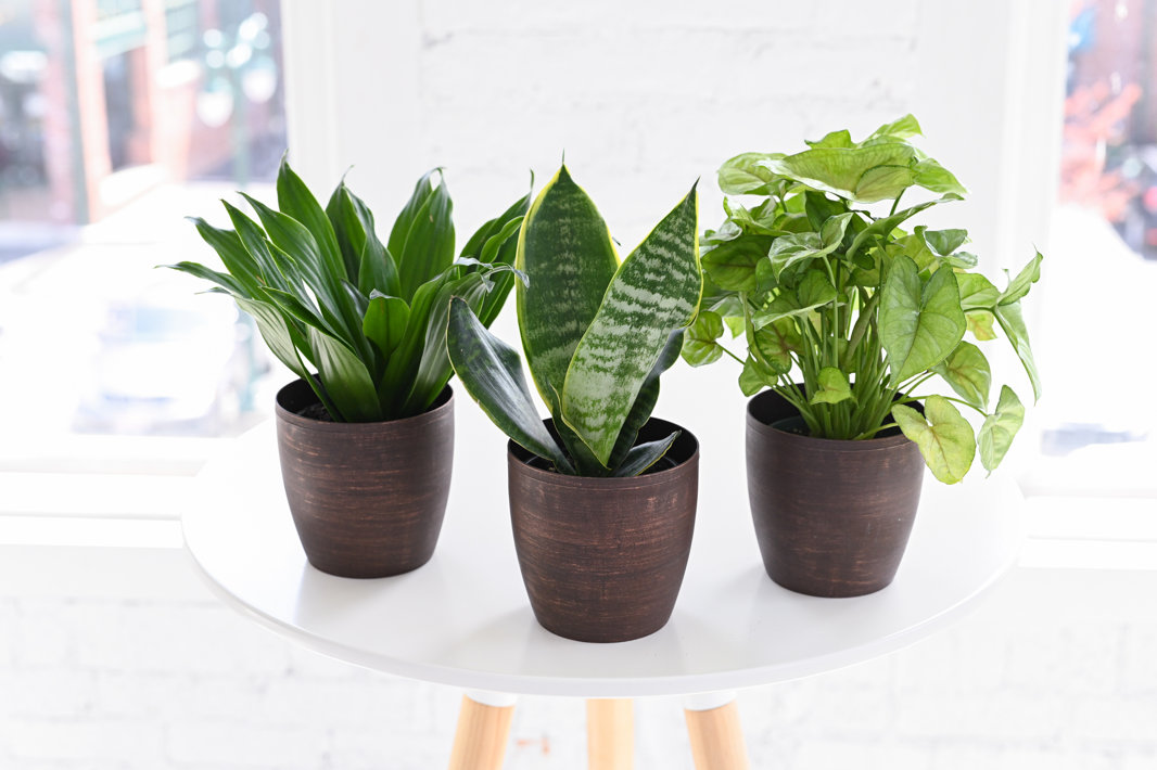 Passionate About Plants