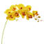 Tige d'orchidées phalaenopsis-1720869796