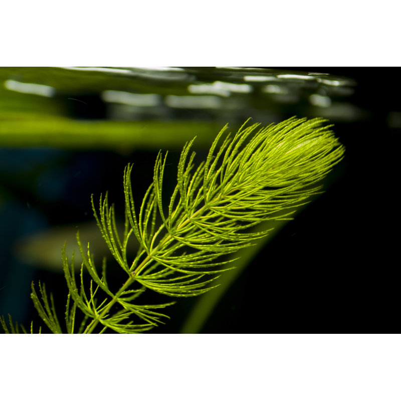 A Popular Aquarium Plant by IL - Wrapped Canvas Print, 81cm H x 122cm W