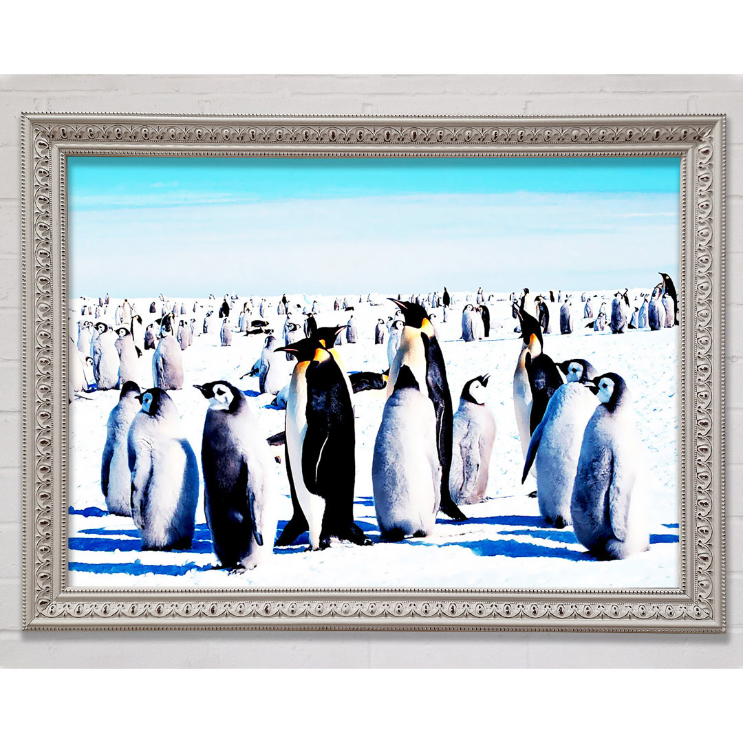 Penguin Meeting Place - Einzelner Bilderrahmen Kunstdrucke