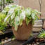 Pot à fleurs Kameera-1273337953