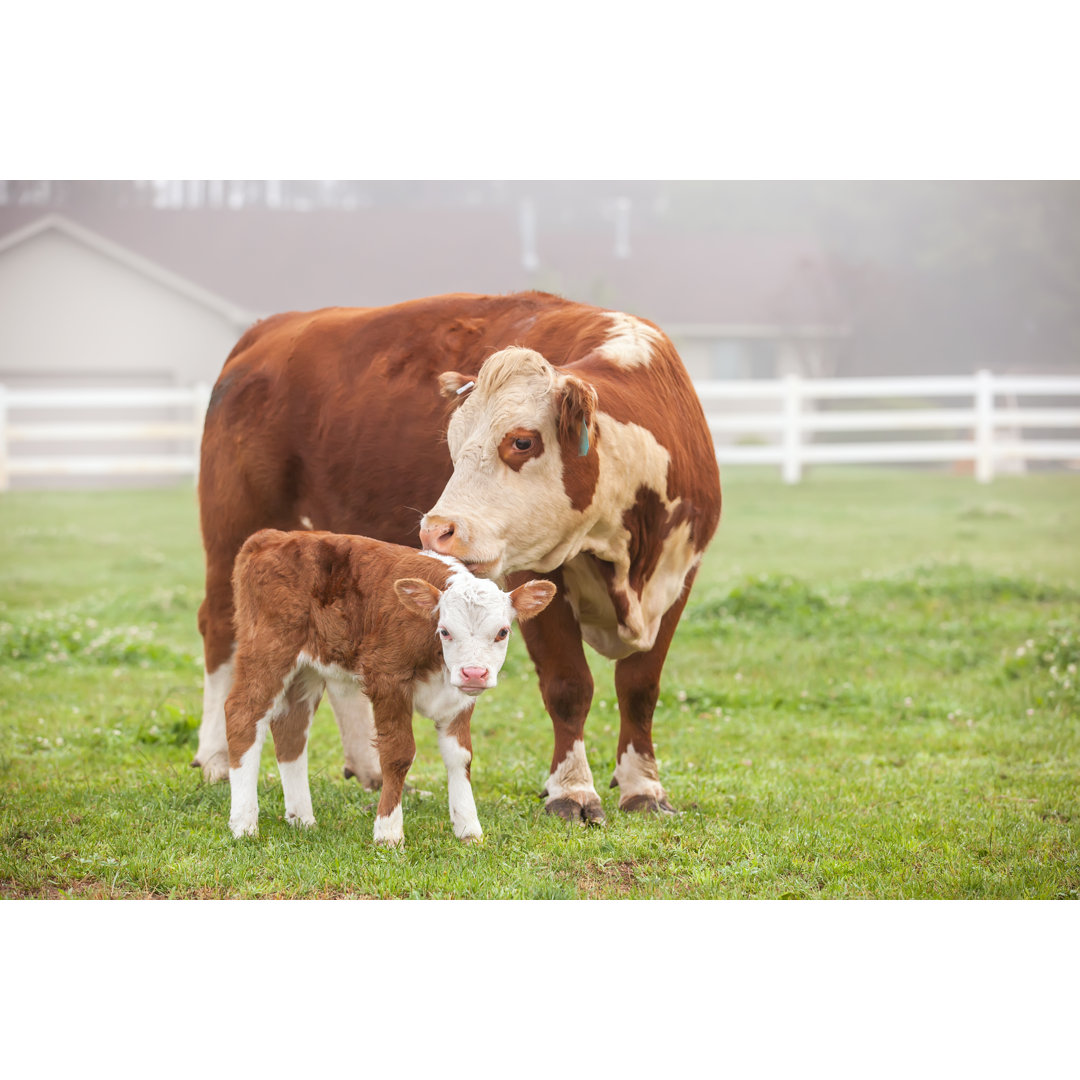 Hereford Kuh mit Kalb von Emholk - Druck auf Leinwand ohne Rahmen