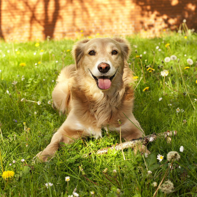 Happy Dog - Wrapped Canvas Print, 122cm H x 122cm W x 3.8cm D