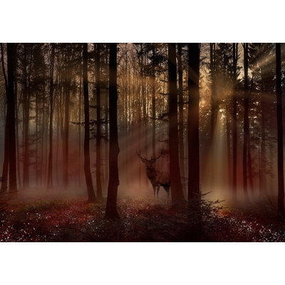 Papier peint paysage - Forêt mystique