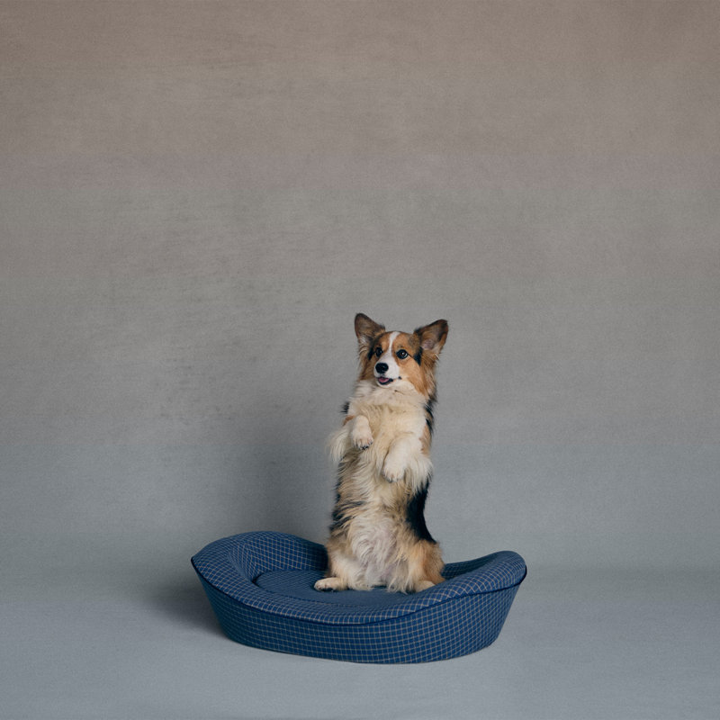 Lit orthopédique pour chien Enid Blythe - mousse viscoélastique, Wren's Blueprint, Très grand (H 11,5 po x l 43 po x P 60 po)