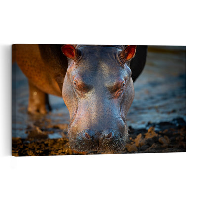 African Hippo Portrait Contemporary Wall Art Print