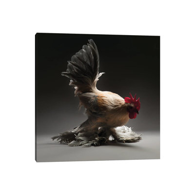 Booted Bantam - Wrapped Canvas Print