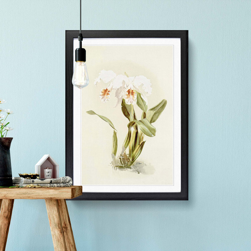 Magnolia Flowers Illustration Tab. 12 by Frederick Sander - Picture Frame Painting Print, Black, 76cm H x 50cm W x 2cm D
